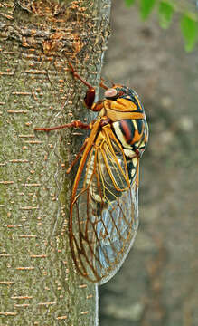 Image of Bush Cicada