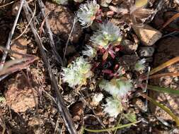 Image of Ahart's nailwort