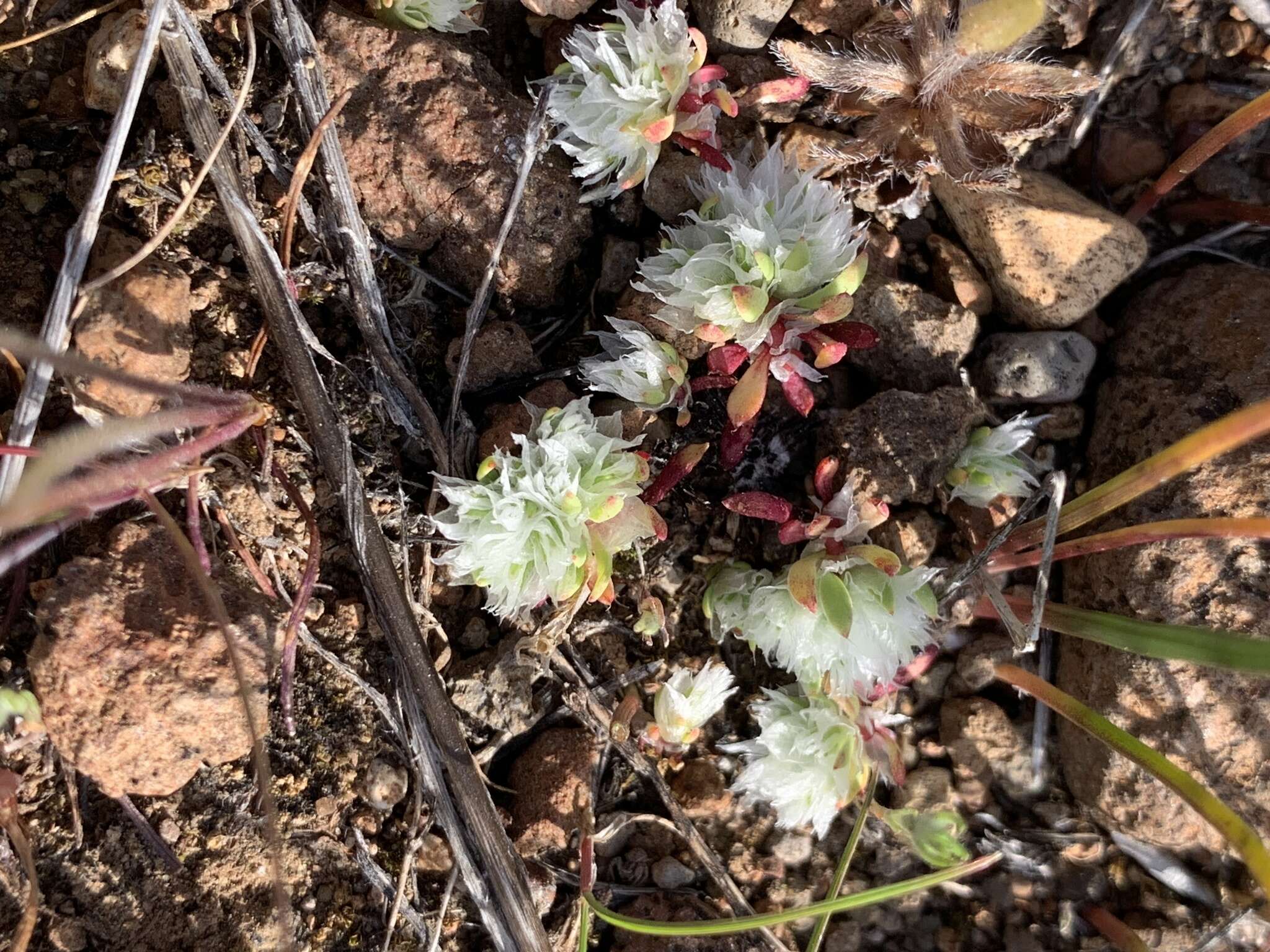 Image of Ahart's nailwort