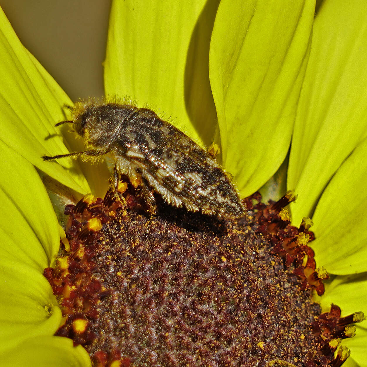 Image de Acmaeodera acuta Le Conte 1860