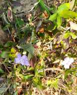 Plancia ëd Ruellia erythropus (Nees) Lindau