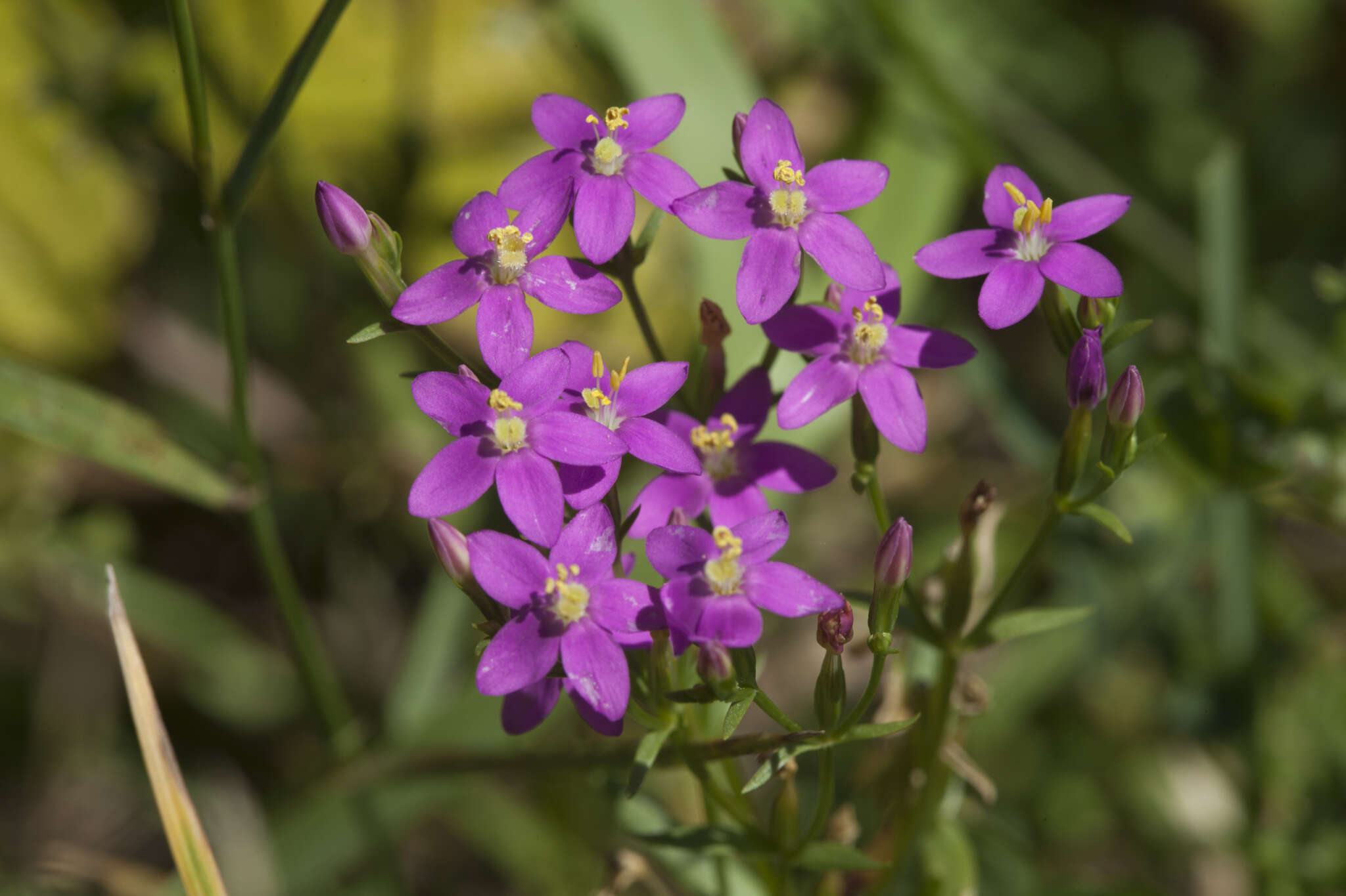 Image of Centaurium anatolicum (K. Koch) N. N. Tzvelev