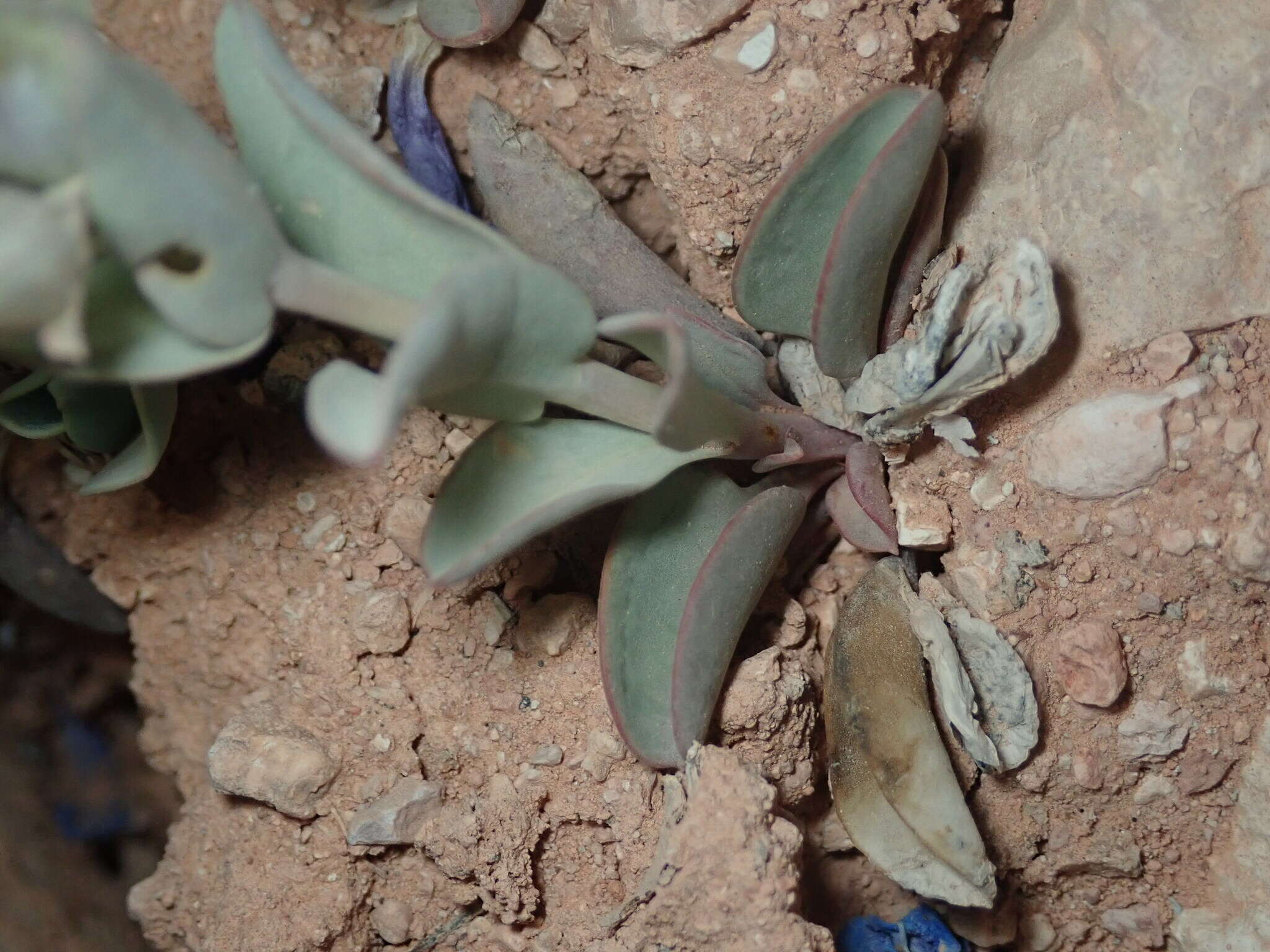 Image of Red Canyon beardtongue