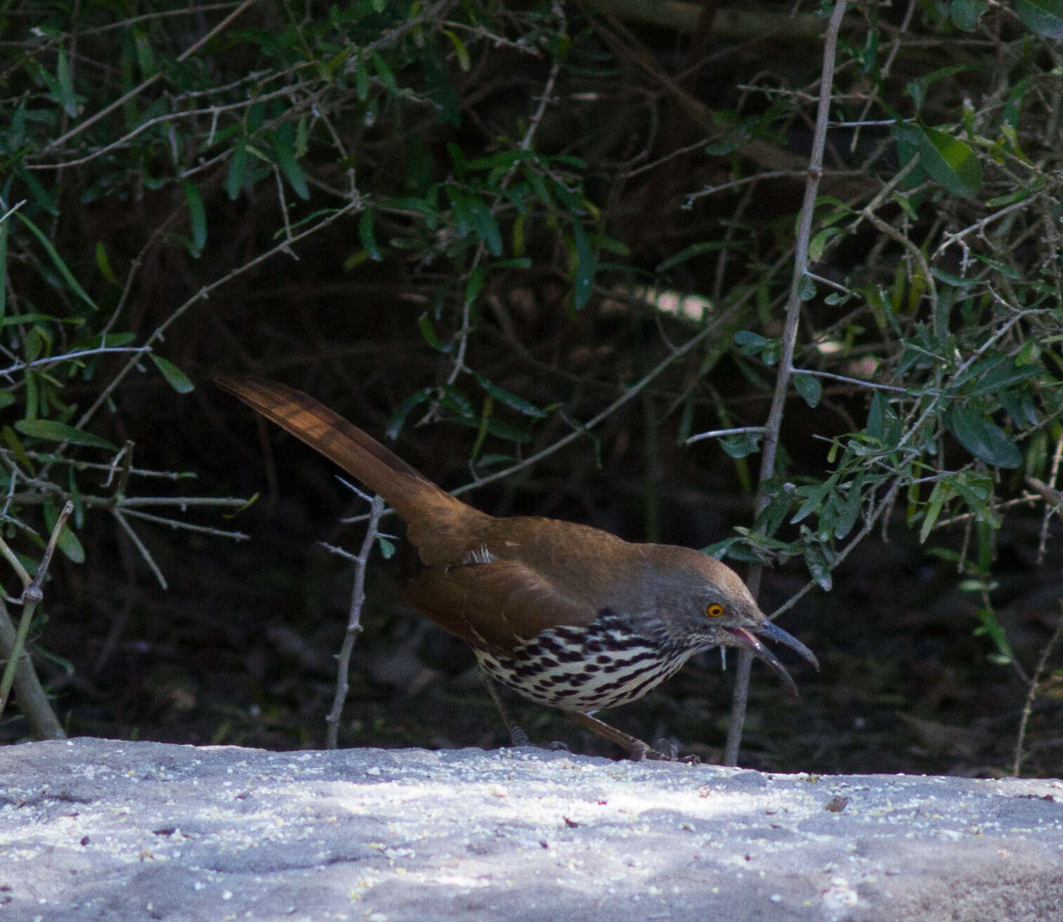 صورة Toxostoma longirostre (Lafresnaye 1838)