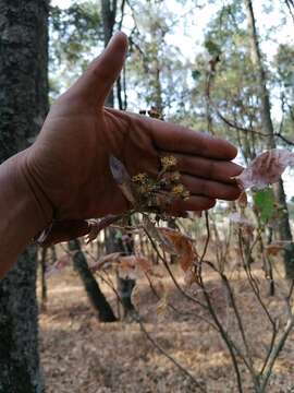 Image of Verbesina oncophora B. L. Rob. & Seaton