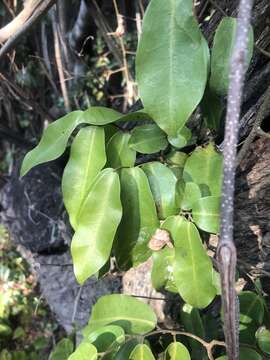 Image of Uvaria lucida subsp. virens (N. E. Br.) Verdc.