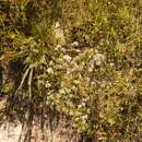 Image of Agathosma cerefolium (Vent.) Bartl. & Wendl. fil.