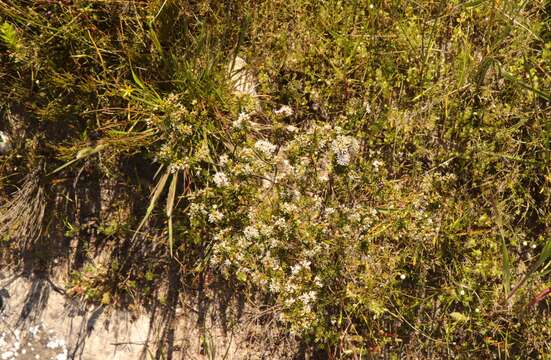 Image of Agathosma cerefolium (Vent.) Bartl. & Wendl. fil.