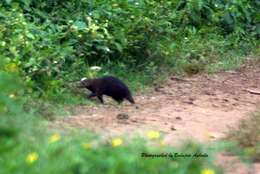 Image of Cameroon Cusimanse