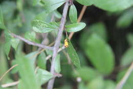 Image of Sulfur knapweed root moth