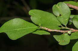 Image of Erythroxylum havanense Jacq.