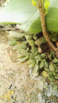 Image of Adromischus umbraticola C. A. Smith