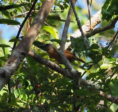 Pitohui cerviniventris (Gray & GR 1862)的圖片