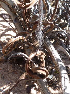 Image of Pelargonium longiflorum Jacq.