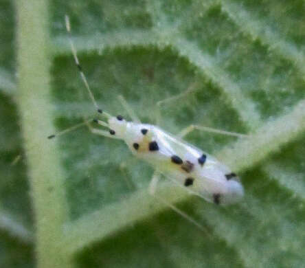 Image of Chius maculatus Distant 1884