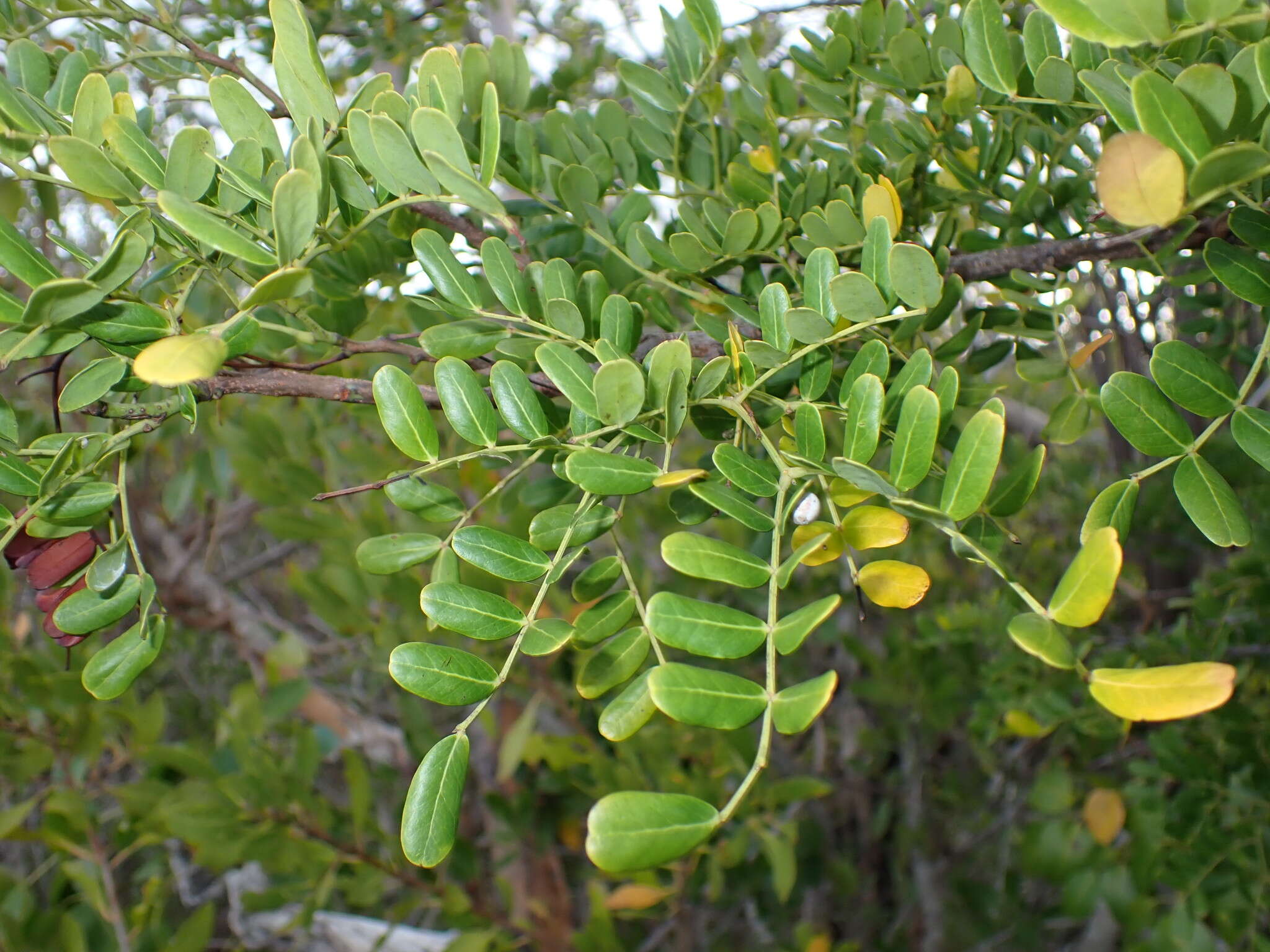 Vachellia choriophylla (Benth.) Seigler & Ebinger resmi