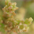 صورة <i>Thesium ericifolium</i>