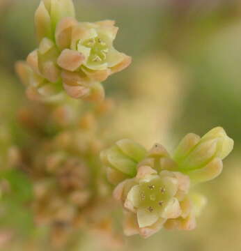 صورة <i>Thesium ericifolium</i>