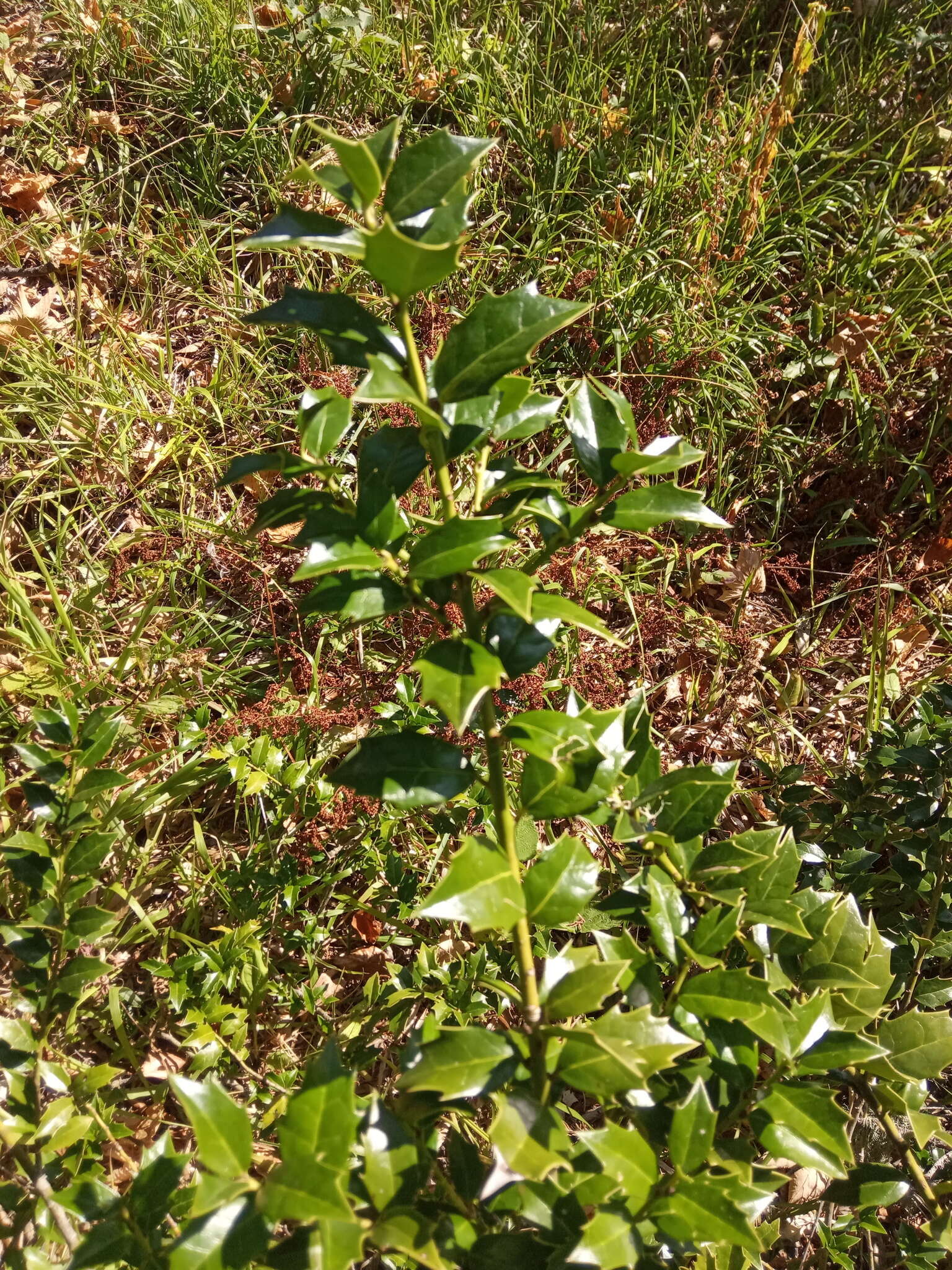 Imagem de Ilex colchica Pojark.