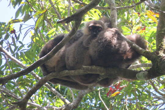 Image of Sanford's Brown Lemur