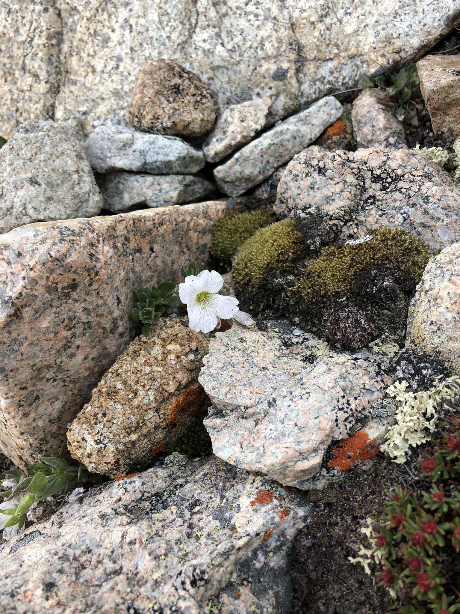 Imagem de Cerastium lithospermifolium Fisch.