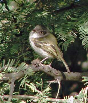 Image of Pearly-vented Tody-Tyrant