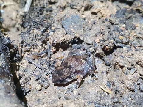 Image de Cophixalus australis Hoskin 2012