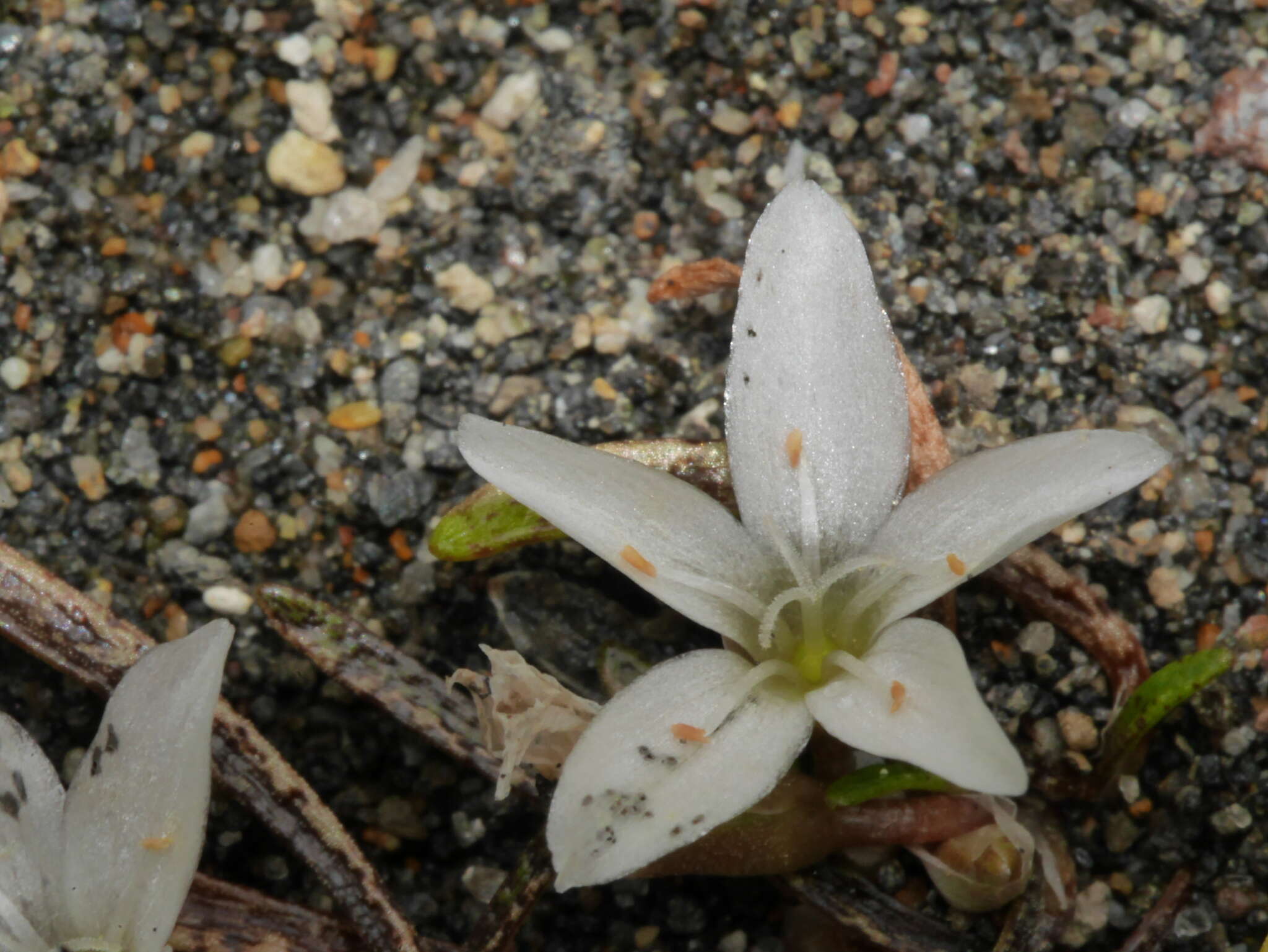 Montia campylostigma (Heenan) Heenan resmi