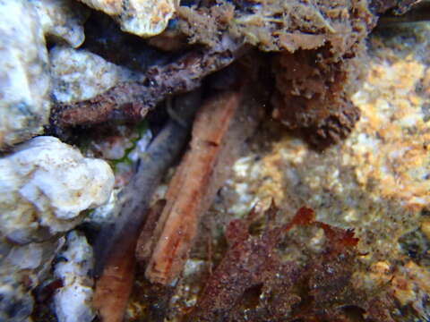 Image of Corsican Brook Salamander