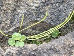 Image of Peperomia polycephala Trel.