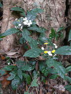 Слика од Lankesteria hispida (Willd.) T. Anders.