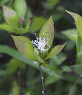 Image of Pertya glabrescens Sch. Bip.