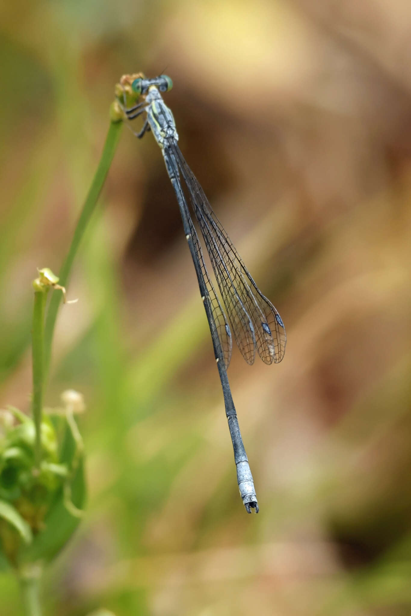 Image of Neosticta canescens Tillyard 1913