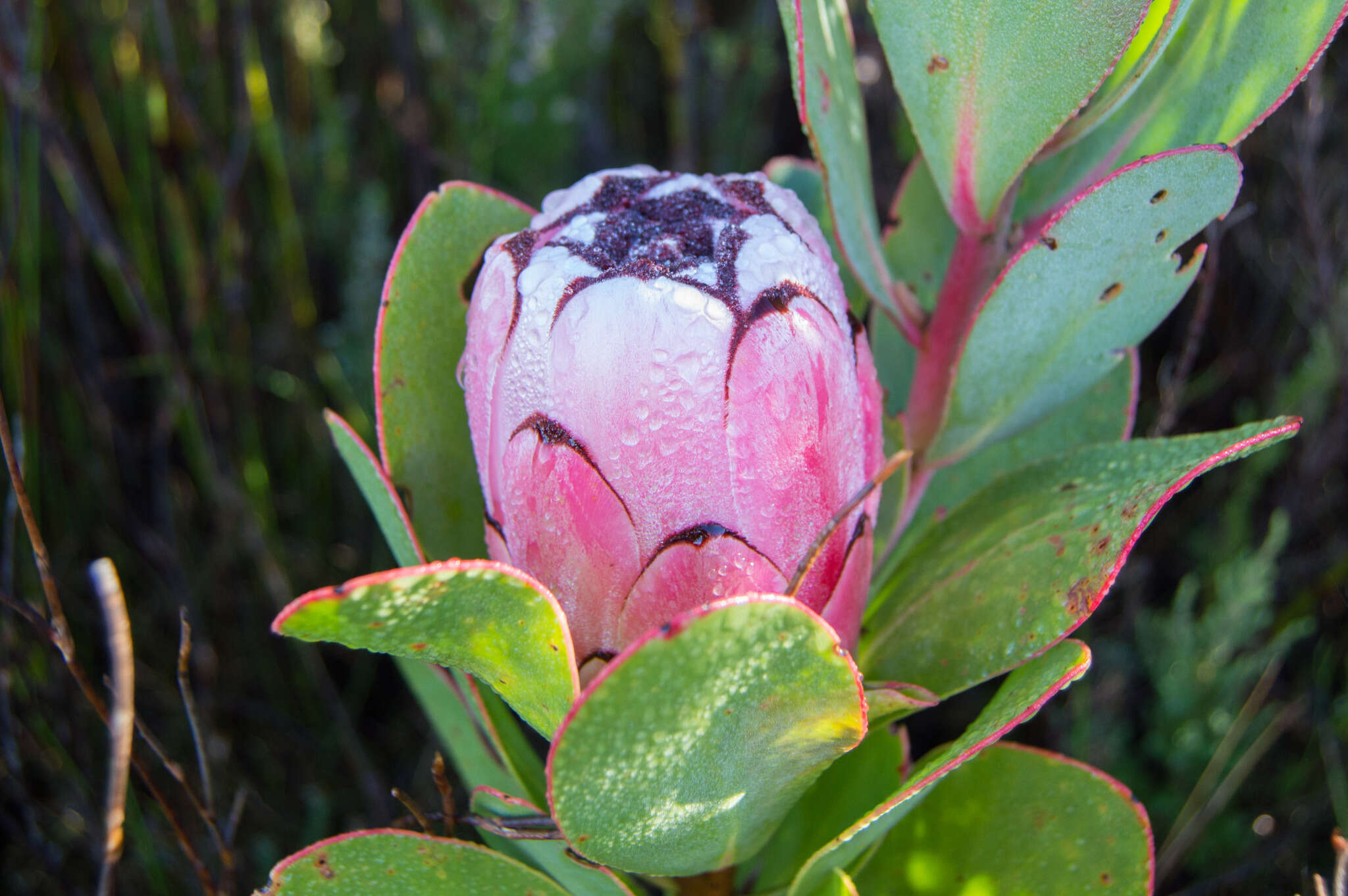 Image of Protea stokoei Phillips