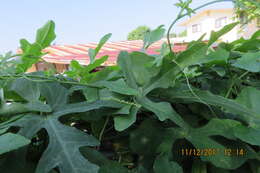 Image of ivy gourd