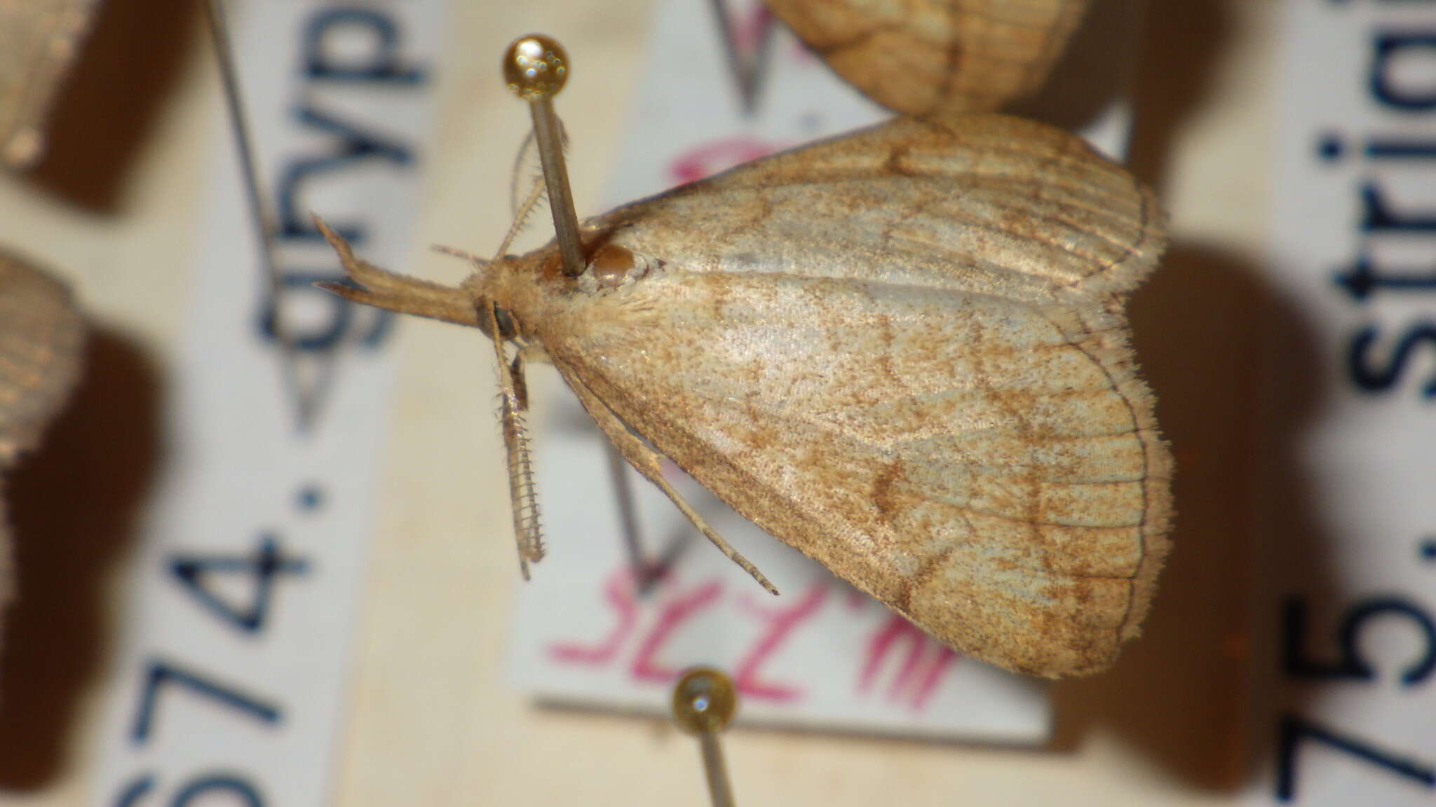 Plancia ëd Polypogon gryphalis Herrich-Schäffer 1851