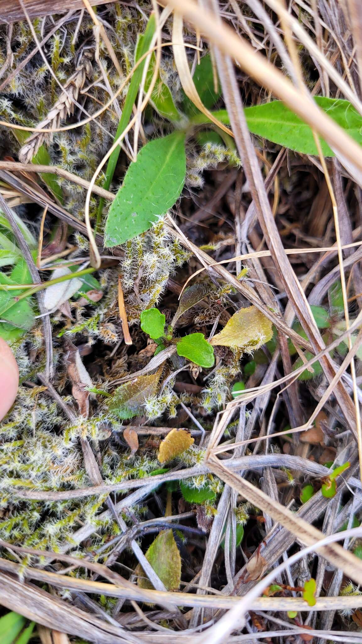 Image of Lagenophora cuneata Petrie