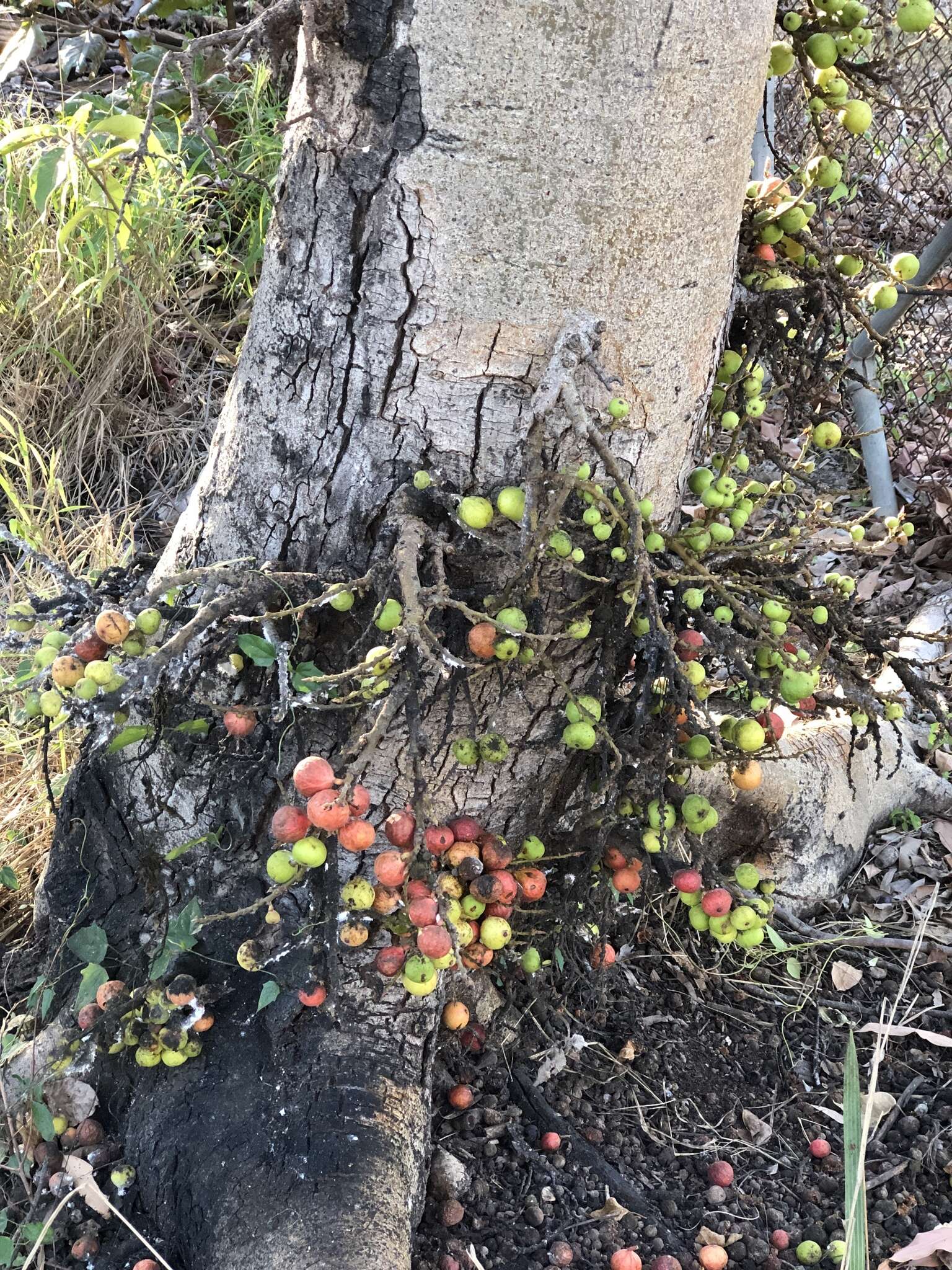 Imagem de Ficus racemosa L.