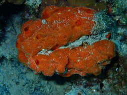 Image of bumping encrusting sponge