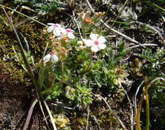 Image of Androsace sericea Ovczinn.