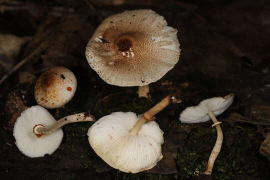 Image of Leucoagaricus dacrytus Vellinga 2010