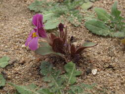 Plancia ëd Diplacus ovatus (A. Gray) G. L. Nesom