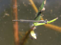 Imagem de Agriocnemis minima Selys 1877