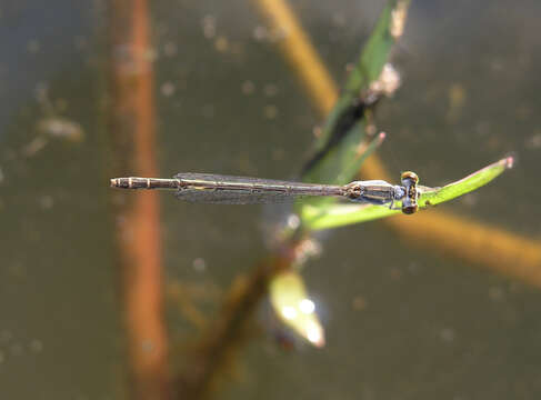 Imagem de Agriocnemis minima Selys 1877