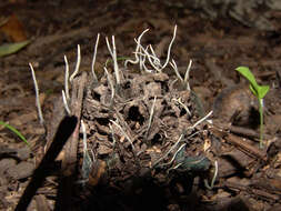 Imagem de Xylaria liquidambaris J. D. Rogers, Y. M. Ju & F. San Martín 2002