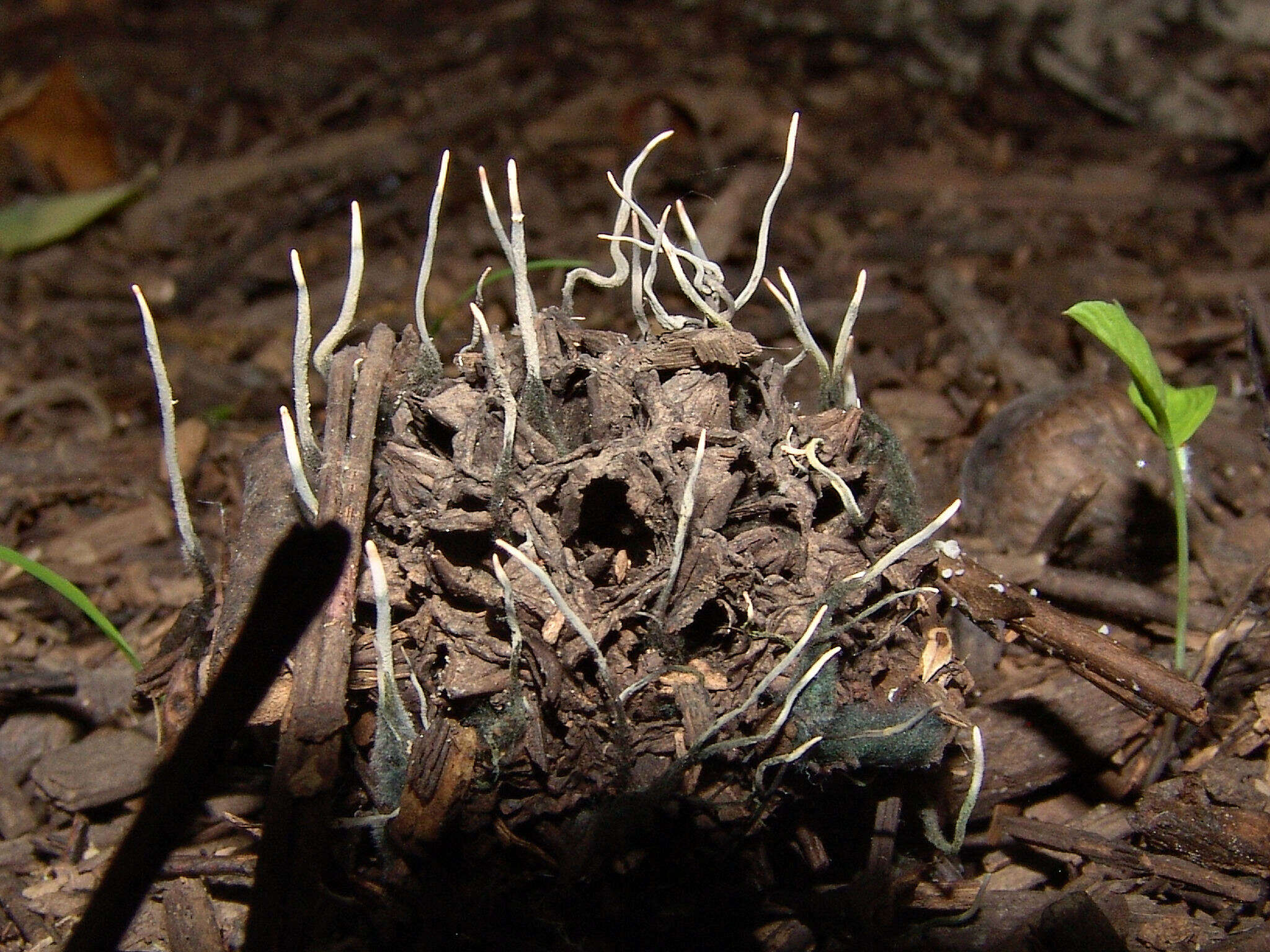 Слика од Xylaria liquidambaris J. D. Rogers, Y. M. Ju & F. San Martín 2002