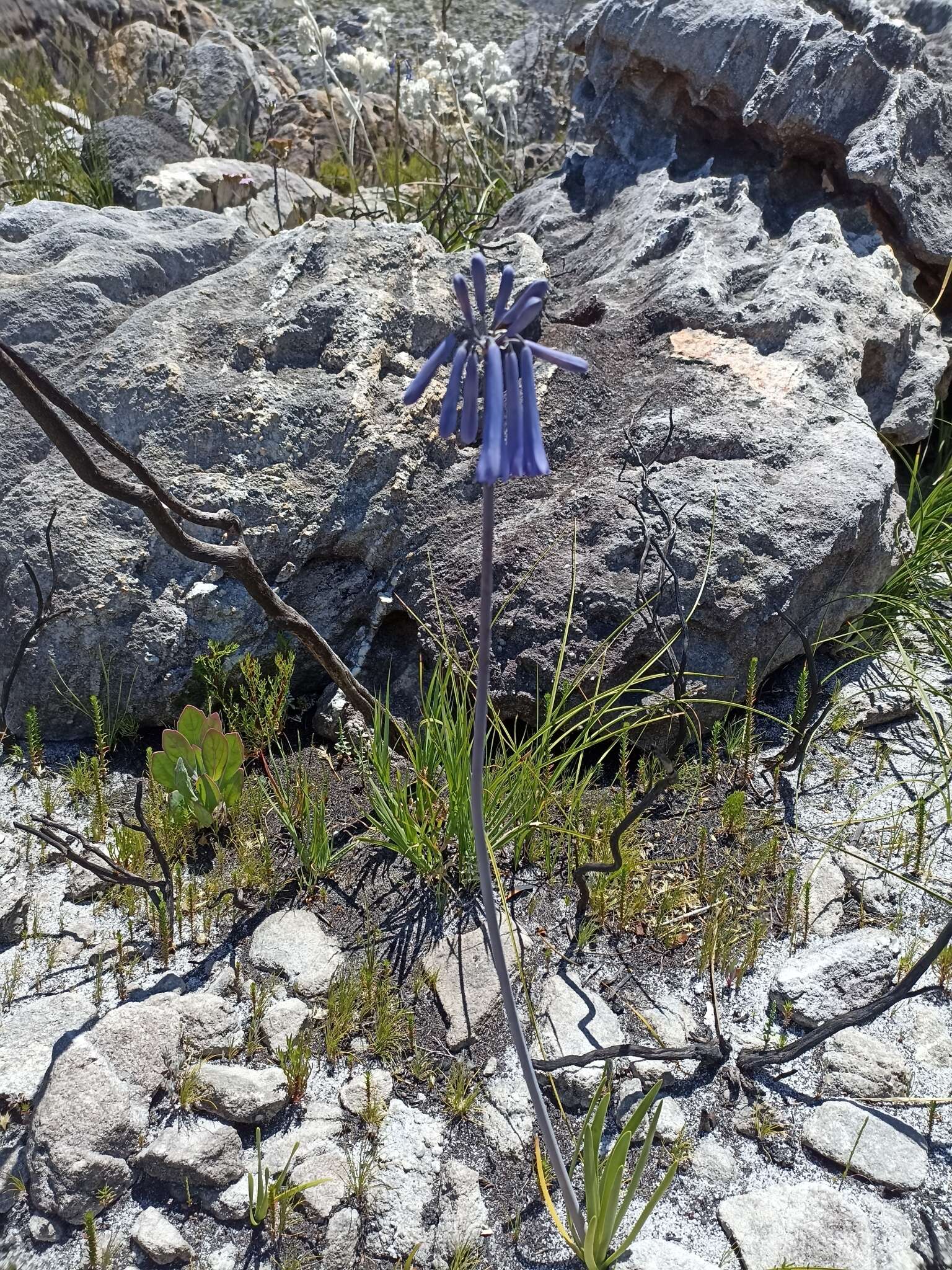 Imagem de Agapanthus walshii L. Bolus