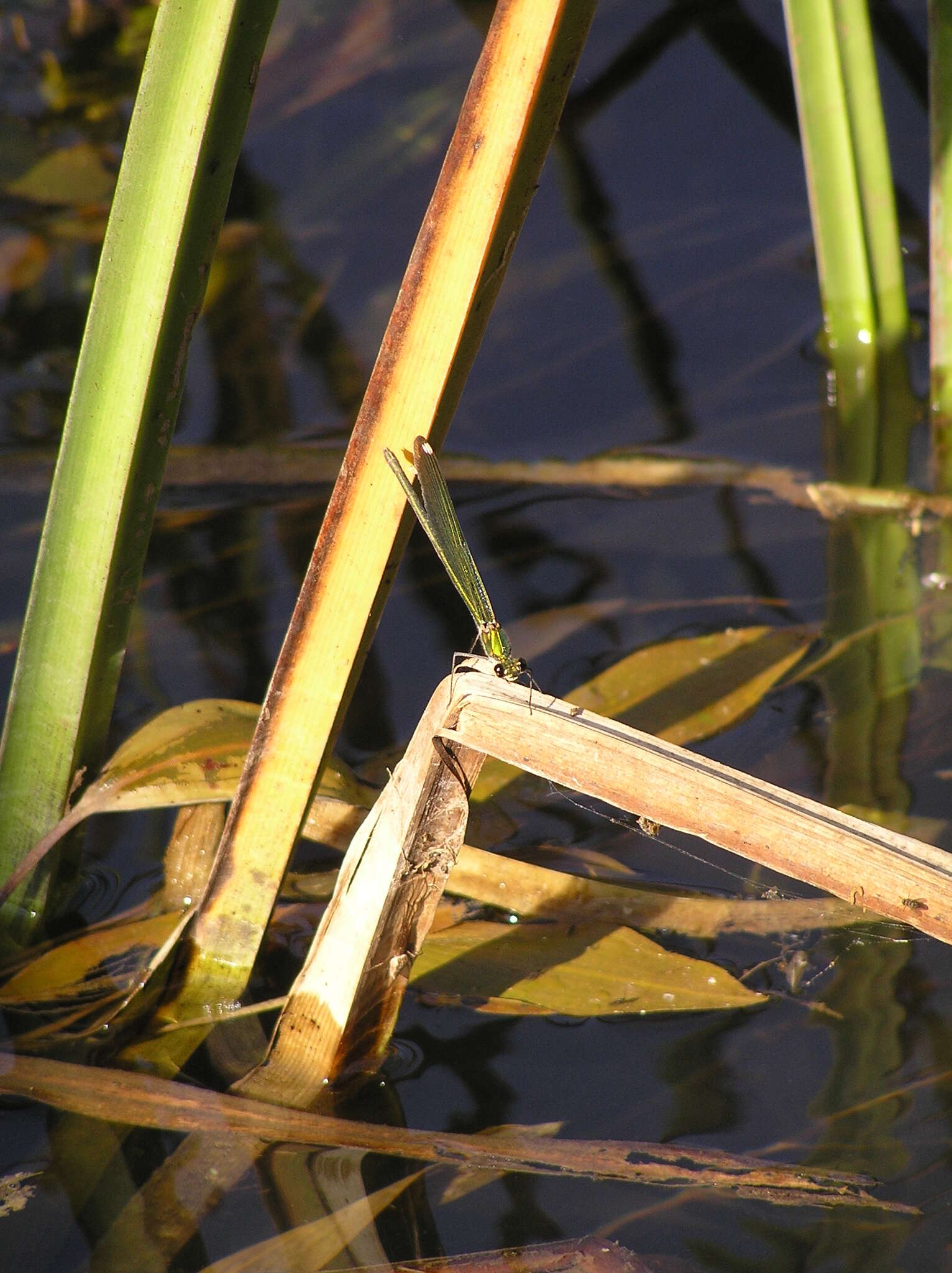 Image of Syrian Demoiselle