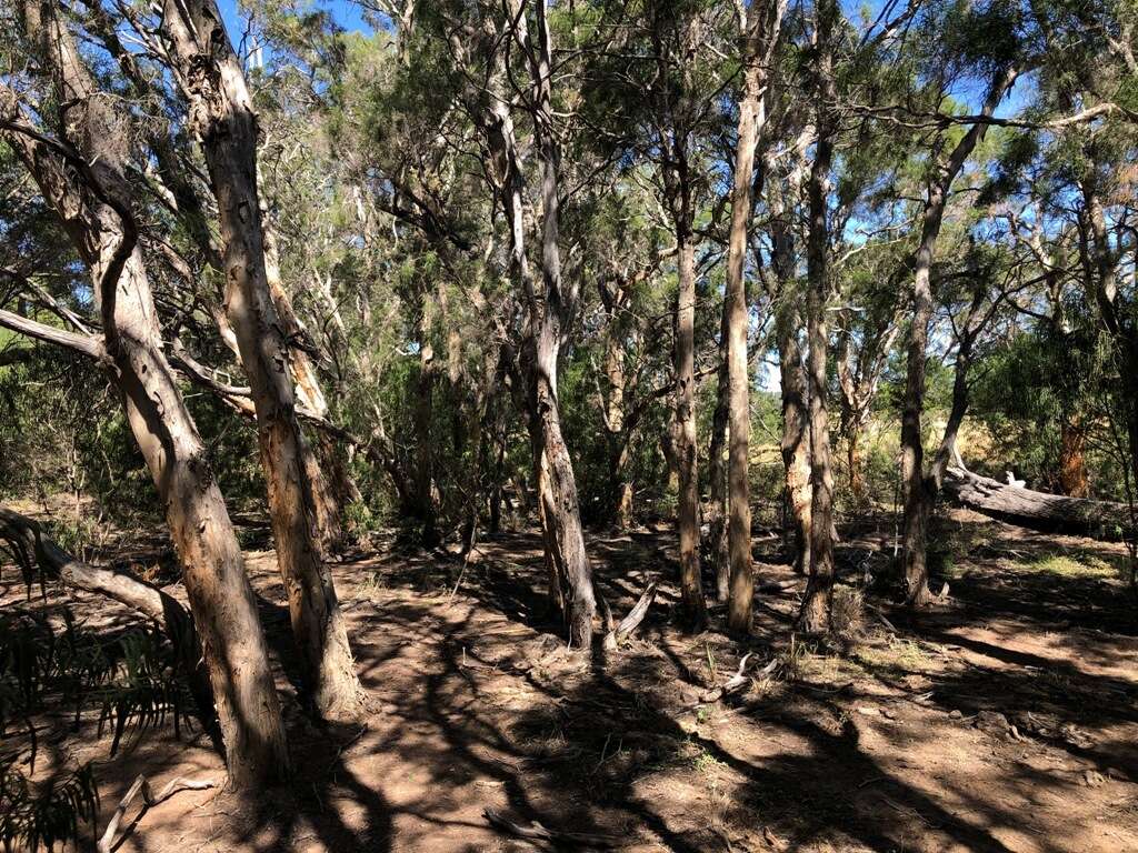 Image of Melaleuca irbyana R. T. Baker