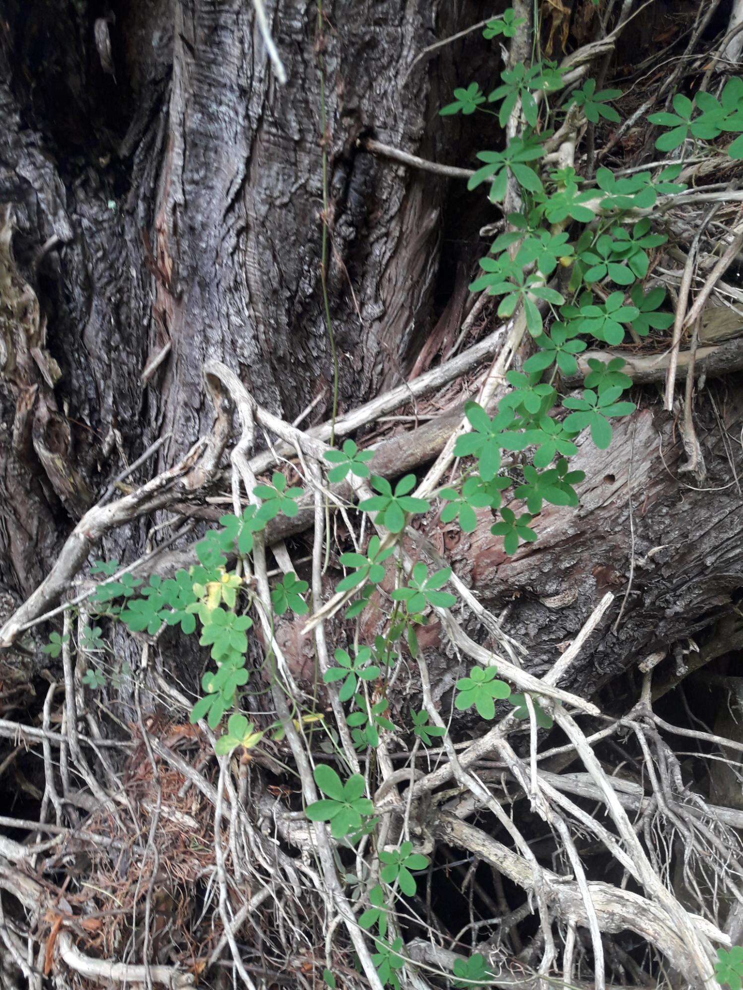 Tropaeolum speciosum Poepp. & Endl. resmi